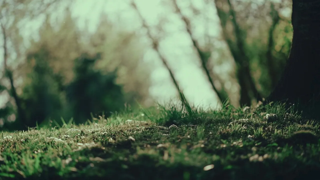 Portada del video